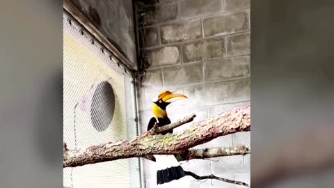Great hornbill survives cancer with 3D-printed beak