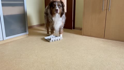 Cute dog solves puzzle for treats