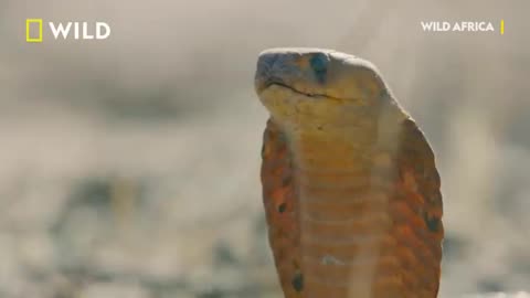 Cobra Vs. Meerkat | Wild Africa | National Geographic Wild UK