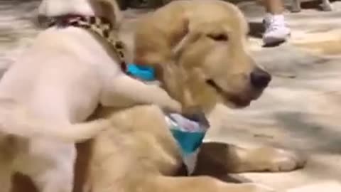 Golden retriever playing with puppy