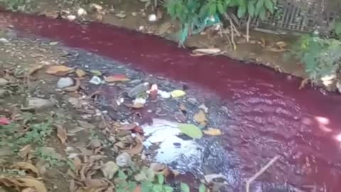 Aguas rojas en un canal del barrio Sucre de Cartagena