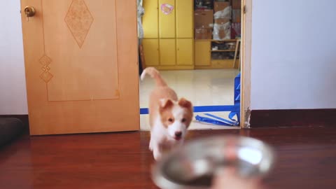 Puppy challenges tape to get food