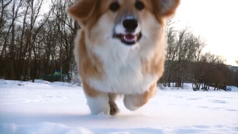 Little dog running in snow in slow motion