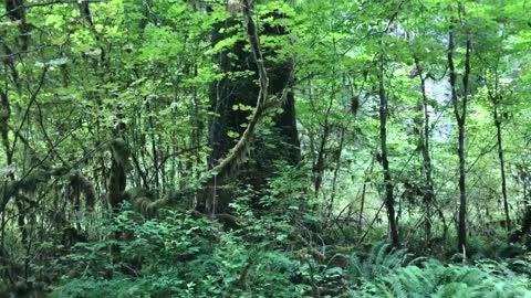 A bit of the Olympia rain forest in Washington.