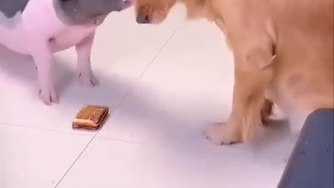 This is a very clever dog | Dog and the Pig