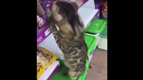 😺 Raising people! funny videos with cats for a good mood! 😺