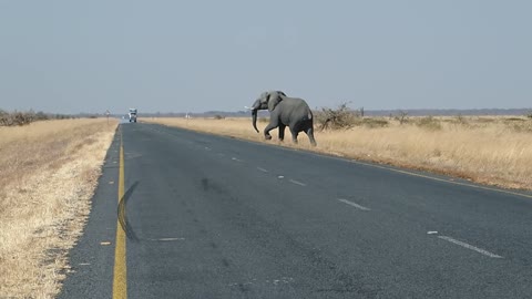 Elephant cross the road