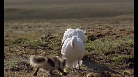 Arctic Fox Kills Snow Goose Chicks - Fox Best Hunting Skill