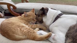 Dog politely tries to get cat to play