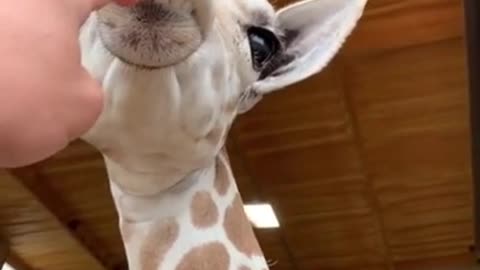 Cute giraffe