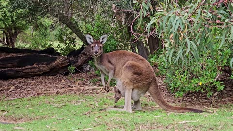 Kangaroo eating food animal loving video