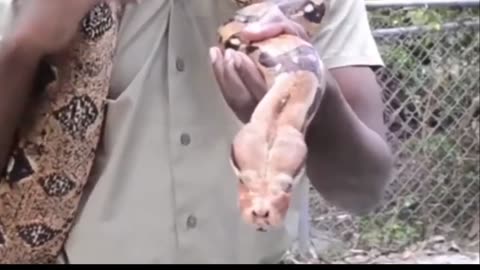 Wildlife Expert Almost Get's Bit Feeding A Large Boa Constrictor