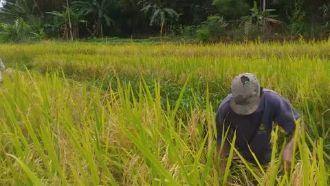 How to harvest paddy in a paddy field in Sri Lanka .Human hands