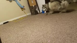 Kitty VS Husky