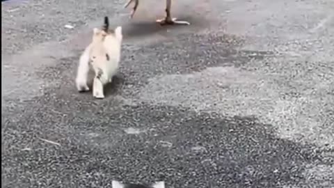 Funny Cat and Chicken moment | Funny animal