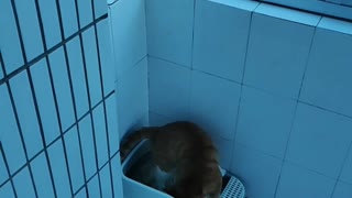 the cat go toilet