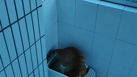 the cat go toilet