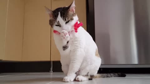 pretty cat doing this toilet