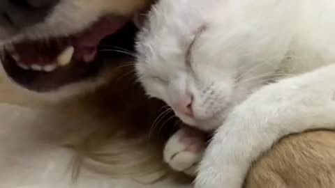 We see that these dog and cat get love to each other