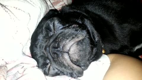 Sleeping pug snores loudly