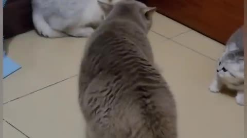 Claws Unleashed: Epic Cat Battles Caught on Camera!