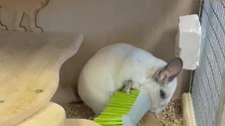 Chinchilla doesn't like cleaning