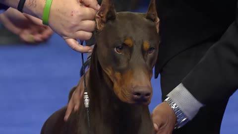 Doberman pinscher