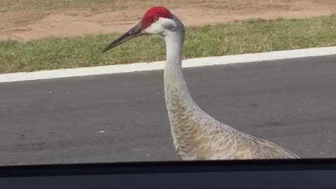 Sandhill cranes completely surround woman in vehicle