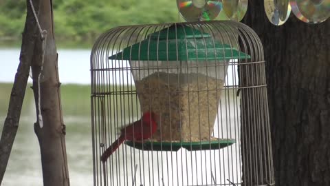 163 Toussaint Wildlife - Oak Harbor Ohio - Smart Cardinal