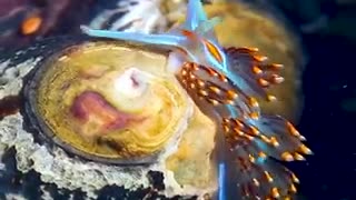 The beautiful opalescent nudibranch , one of the most colorful species of sea slug