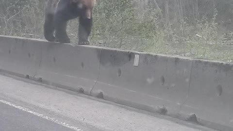 Big Grizzly Bear Balances on Concrete Barricades