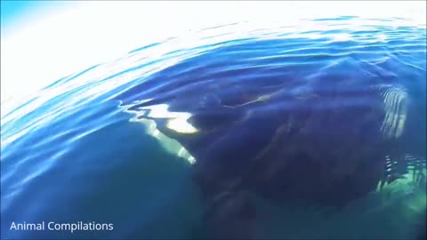 Wild Orca Killer Whales Swimming