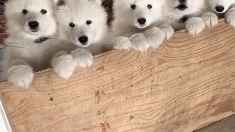 Cute dogs whatsapp status| cute puppies