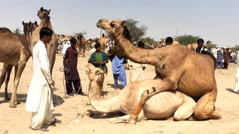 Camel mating female camel screaming with pain