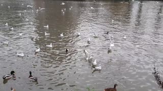 Des canards