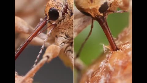 This Weevil Has Puppet Vibes But Drills Like a Power Tool