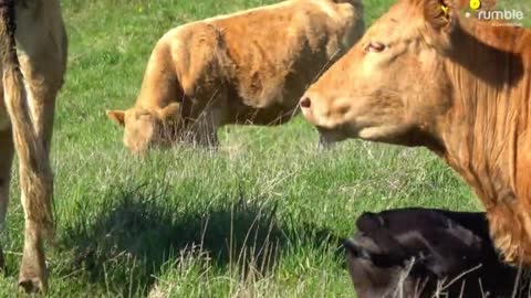 Loving mother cow showers her newborn baby with kisses