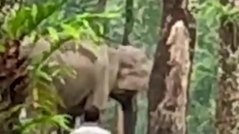 Mama elephant goes head to head with excavator to save her baby.