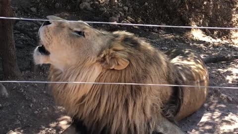 Roaring lion behind fence