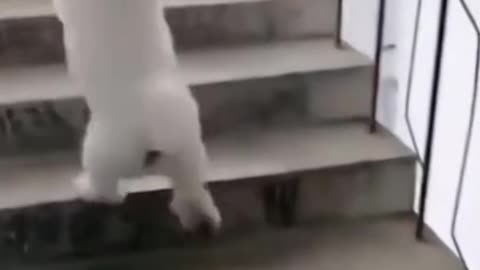 Cute Dog climbing stairs lovely ❤️😍