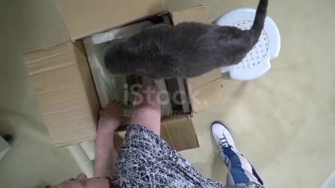 Modern furniture for cats and kittens unboxing and assembly