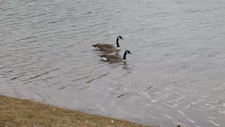 Two Geese On Windy Day
