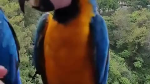 Parrot is most beautiful and colorful bird in world