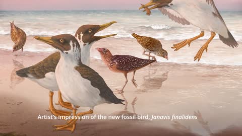 Janavis_ new species of toothed bird from the Age of Dinosaurs