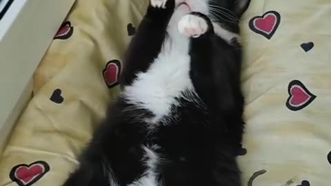 Sleeping Cat 🐱
