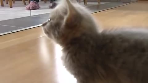 Cute munchkin baby kitten talks too much