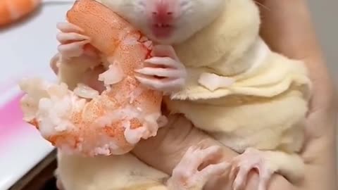 Hamster babies