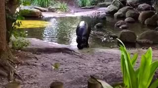 Pygmy hippo eating afternoon snack