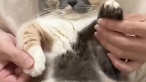 AMAZING! CAT!! VIDEO!!