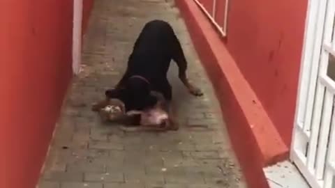 RuthLess Dog destroying Cute Cat . 😭😱😱😭 Dog Killed the Cat .